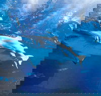 Snorkel with Sharks at AQWA - Accommodation in Surfers Paradise