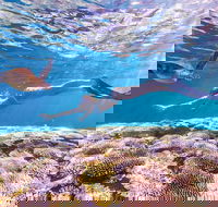 7-Day Exmouth Explorer via Pinnacles Monkey Mia Ningaloo Reef returning to Perth - Accommodation in Surfers Paradise