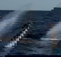 Perth Whale-Watching Cruise from Hillarys Boat Harbour - Accommodation in Surfers Paradise
