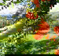 Full-Day Swan Valley Wildlife Park Winery  Fruit Orchard - Accommodation in Surfers Paradise
