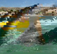 Penguin and Seal Island Kayak Tour - Accommodation in Surfers Paradise