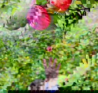 Perth Hills - Wildlife Art  Gastronomy - Accommodation in Surfers Paradise