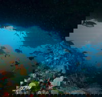 Rottnest Island scuba diving from Fremantle - Accommodation in Surfers Paradise