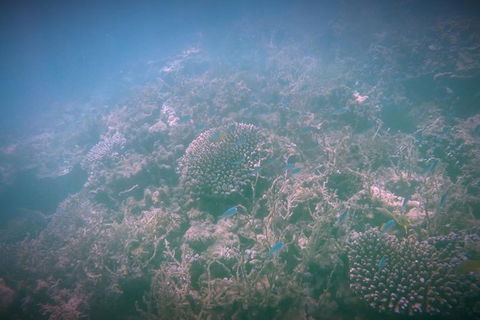 Guided Jet Ski And Snorkel Tour Of Champion Bay - Accommodation in Surfers Paradise 1