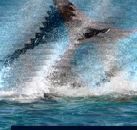 Whale-Watching Cruise and Hillarys Boat Harbour Day Trip from Perth - Accommodation in Surfers Paradise