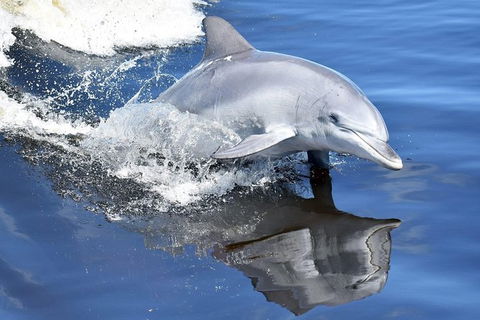 Mandurah Dolphin Island Adventure - Accommodation in Surfers Paradise 14
