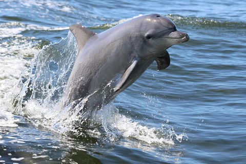Mandurah Dolphin Island Adventure - Accommodation in Surfers Paradise 11