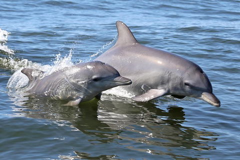 Mandurah Dolphin Island Adventure - Accommodation in Surfers Paradise 6
