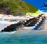 Penguin Island Tour with Dolphin and Sea Lion Cruise - Accommodation in Surfers Paradise