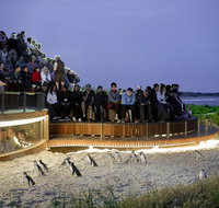 1 Day Private Phillip Island Tour VIP Charter up to 9 People - Accommodation in Surfers Paradise
