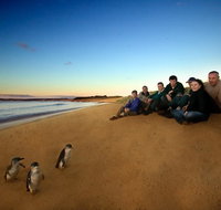 Phillip Island Ultimate Penguin Eco Tour or Skybox Experience - Accommodation in Surfers Paradise