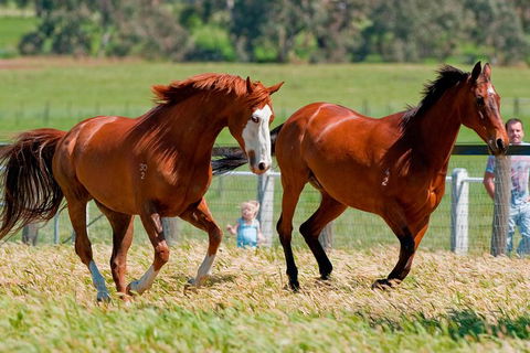 Living Legends Champion Racehorse Guided Tour - Accommodation in Surfers Paradise 0