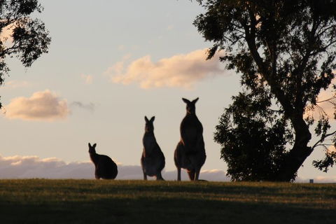 Living Legends Champion Racehorse Guided Tour - Accommodation in Surfers Paradise 1