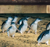 Half Day Phillip Island Penguin Parade PLUS Tour - Accommodation in Surfers Paradise