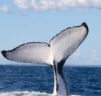 Phillip Island Whale Watching Tour - Accommodation in Surfers Paradise