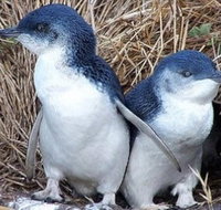 Day Tour of Phillip Island Nature Parks  Penguins - Accommodation in Surfers Paradise