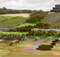 Montalto Vineyard Mornington Peninsula Discovery Wine Tasting and Lunch - Accommodation in Surfers Paradise