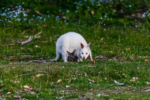 Bruny Island All Inclusive Gourmet Day Trip From Hobart - Accommodation in Surfers Paradise 26