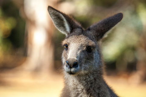 Port Arthur And Tassie Devils Active Day Tour From Hobart - Accommodation in Surfers Paradise 12