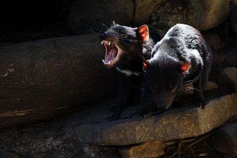 Port Arthur And Tassie Devils Active Day Tour From Hobart - Accommodation in Surfers Paradise 5