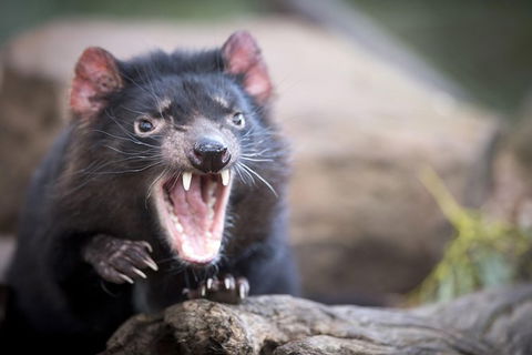 Port Arthur And Tassie Devils Active Day Tour From Hobart - Accommodation in Surfers Paradise 2