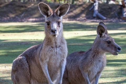 Port Arthur And Tassie Devils Active Day Tour From Hobart - Accommodation in Surfers Paradise 10