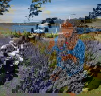 Port Arthur and Lavender Farm Active Day Tour - Accommodation in Surfers Paradise