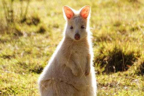 Small-Group Day Trip From Hobart To Bruny Island - Accommodation in Surfers Paradise 2