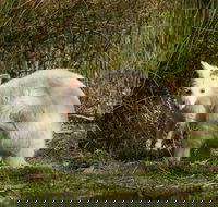 Bruny Island premium private photo-oriented day tour from Hobart - Accommodation in Surfers Paradise