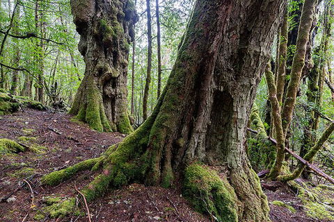 3-Day Cradle Mountain Photography Workshop - Accommodation in Surfers Paradise 6