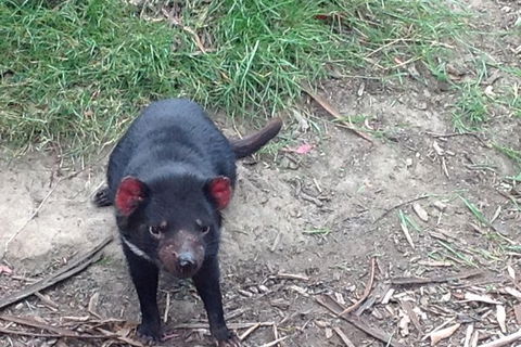South East Food, Sightseeing Private Tour With The Tasmanian Devil Unzoo - Accommodation in Surfers Paradise 0