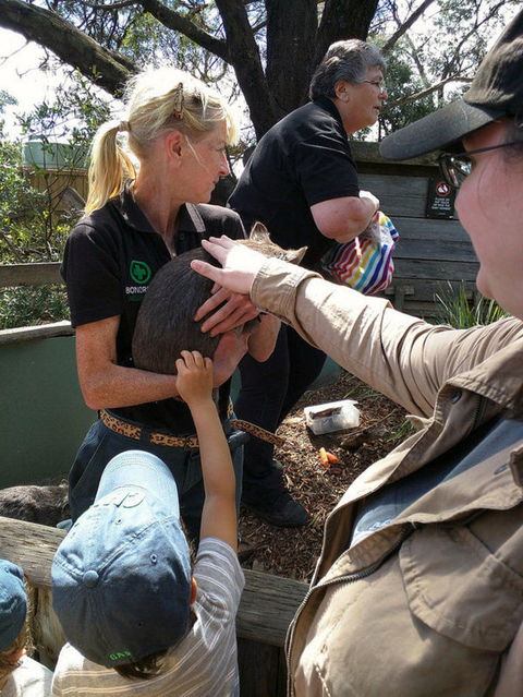 Private Bonorong Wildlife Sanctuary And Richmond 5 Hour Trip From Hobart - Accommodation in Surfers Paradise 5
