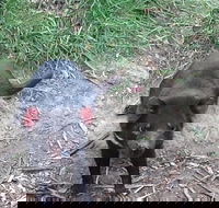 Private Bonorong Wildlife Sanctuary and Richmond 5 Hour Trip from Hobart - Accommodation in Surfers Paradise