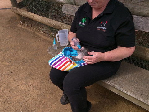 Private Bonorong Wildlife Sanctuary And Richmond 5 Hour Trip From Hobart - Accommodation in Surfers Paradise 2