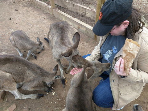 Private Bonorong Wildlife Sanctuary And Richmond 5 Hour Trip From Hobart - Accommodation in Surfers Paradise 3