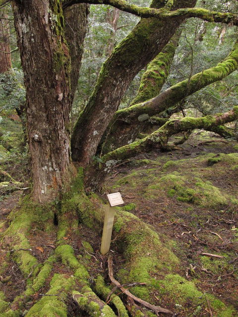 Cradle Mountain National Park Day Tour From Launceston - Accommodation in Surfers Paradise 16