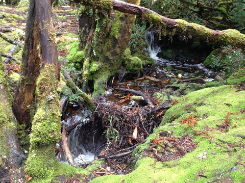Cradle Mountain National Park Day Tour From Launceston - Accommodation in Surfers Paradise 7