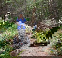 Hollybank Wilderness Adventures - Segway Tour - Accommodation in Surfers Paradise