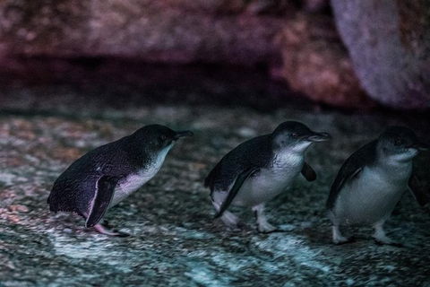 4-Day Tasmania East Coast Adventure From Launceston To Hobart Including Bay Of Fires, Wineglass Bay, Bruny Island And Port Arthu - Accommodation in Surfers Paradise 3