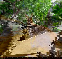 Wilderness and Wildlife - Accommodation in Surfers Paradise