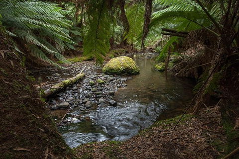 Mt Field National Park Premium Private Photo-oriented Day Tour From Hobart - Accommodation in Surfers Paradise 1