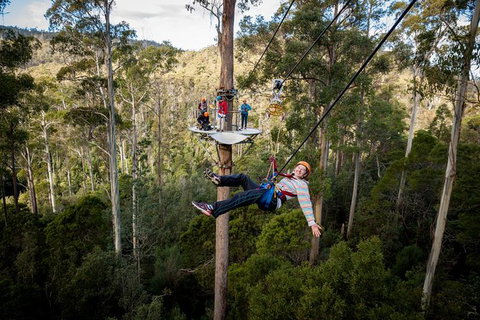 Hollybank Wilderness Adventure - Zipline Tours - Accommodation in Surfers Paradise 3