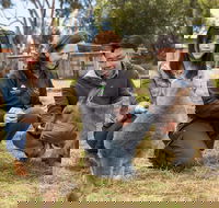 Bonorong Wildlife Park and Richmond Afternoon Tour from Hobart - Accommodation in Surfers Paradise