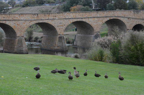 Bonorong Wildlife Park And Richmond Afternoon Tour From Hobart - Accommodation in Surfers Paradise 3
