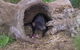 Bonorong Wildlife Park And Richmond Afternoon Tour From Hobart - thumb 1