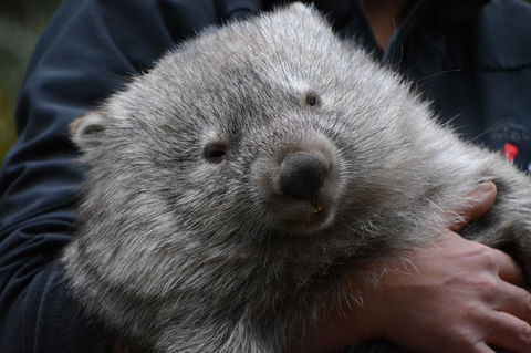 Bonorong Wildlife Park And Richmond Afternoon Tour From Hobart - Accommodation in Surfers Paradise 2