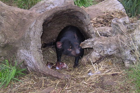 Bonorong Wildlife Park And Richmond Afternoon Tour From Hobart - Accommodation in Surfers Paradise 4
