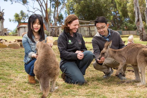Bonorong Wildlife Park And Richmond Afternoon Tour From Hobart - Accommodation in Surfers Paradise 9