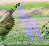 Bonorong Wildlife Park Richmond Village Hobart Highlights - Accommodation in Surfers Paradise