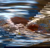Wild-Platypus 2 hour wildlife tour - Accommodation in Surfers Paradise
